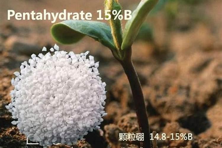 硼砂叶面喷施注意事项,硼砂和硼肥一样吗