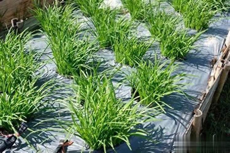 韭菜专用高产叶面肥什么时候用？韭菜黄叶死苗怎么解决？