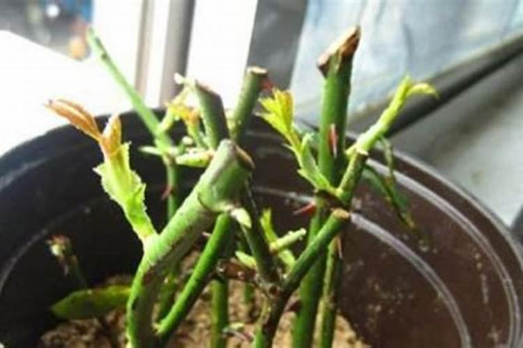 蔬菜锌肥用多了会怎样