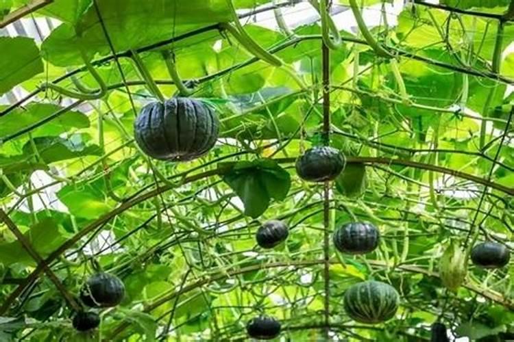 南瓜嫁接的黄瓜用什么肥料产量高