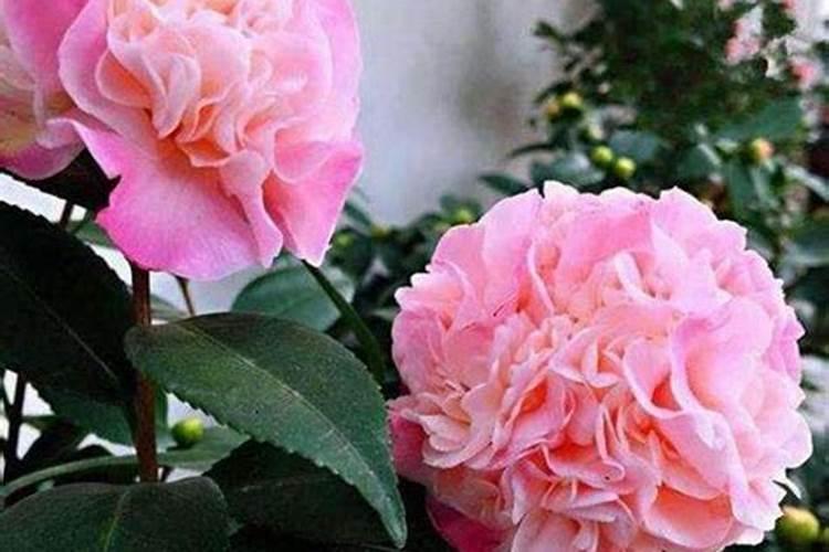 叶面肥多少钱一袋