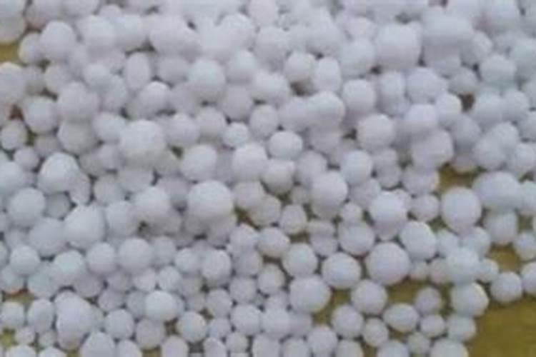 柚子树局部坏死霉烂是什么病？