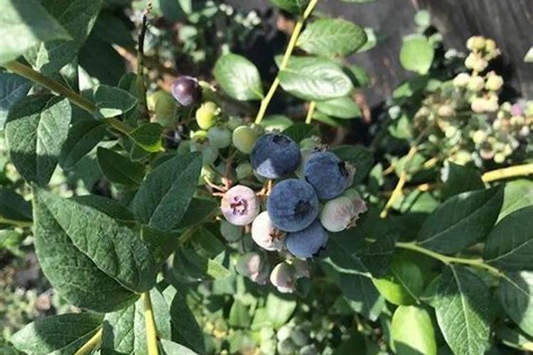 蓝莓是忌氯植物可以使用亲土一号水溶肥料吗？