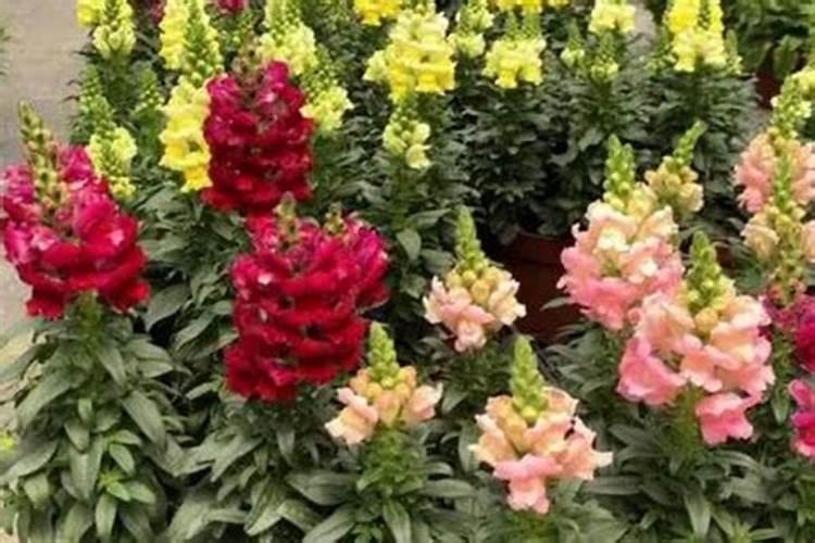 水称叶面肥初花期能用吗？