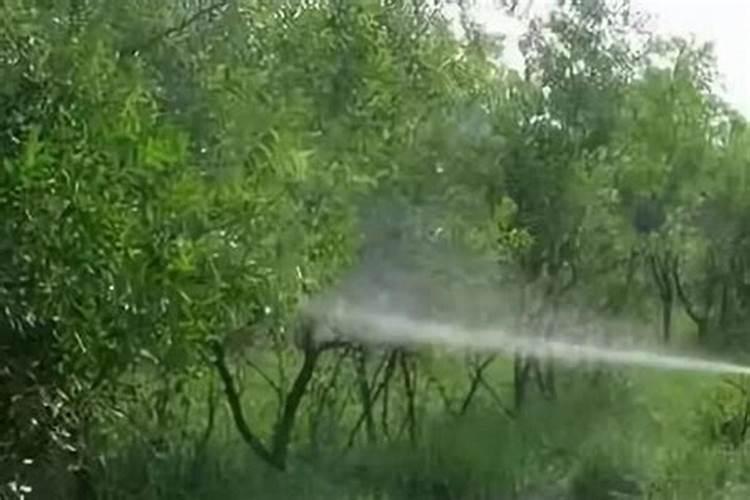 花生盛花期叶面肥用什么好？花生在什么时候喷施叶面肥？