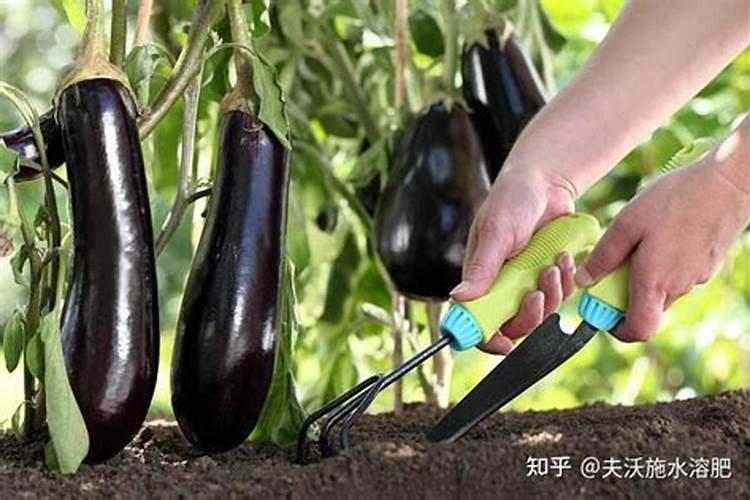 叶面肥哪种成分的好