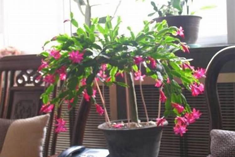 开花期间可以施肥吗