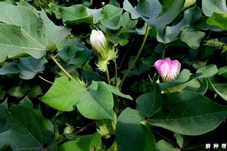 刚栽的茶叶怎么养才长得好刚栽的茶叶如何养才长得好