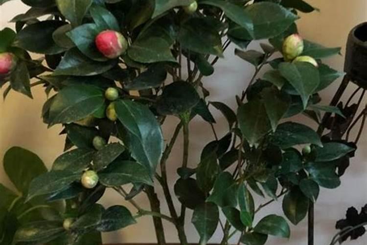 茶花的养殖方法