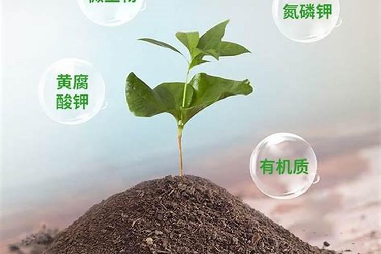 硕丰芸苔素对甜瓜秧生长的好处？