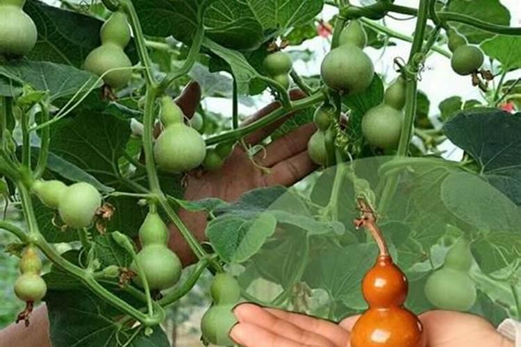 手捻葫芦种植时间和方法