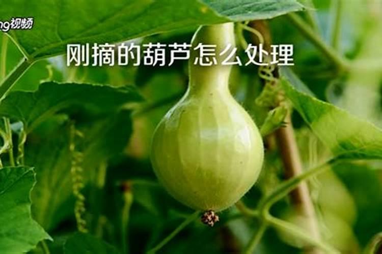 手捻葫芦花盆种植方法