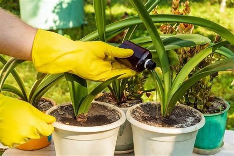 苹果树秋施基肥用什么肥好