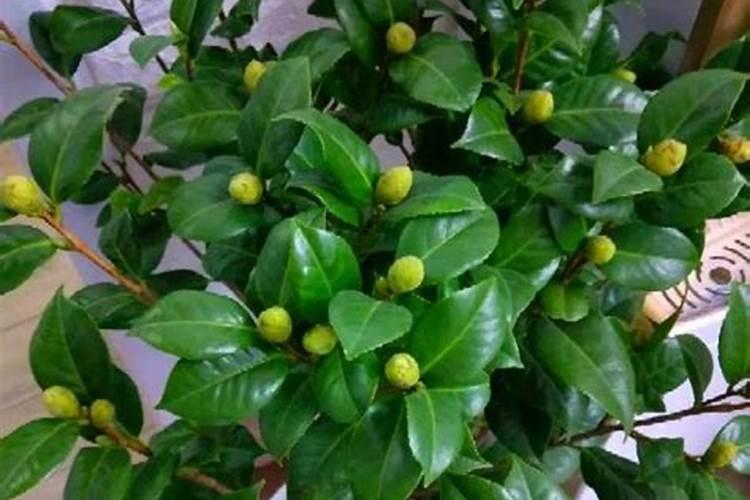 种植四季青小菜用放底肥吗