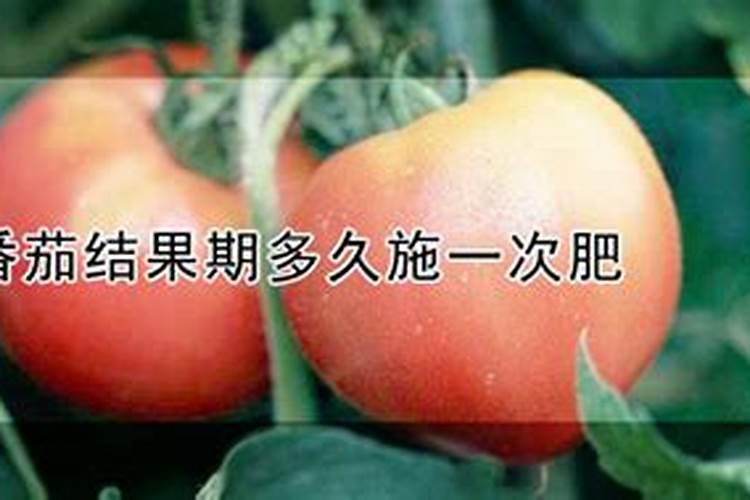 番茄结果期多久施一次肥