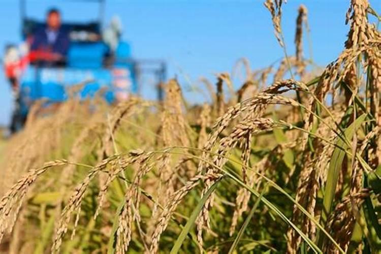 腐植酸肥料的作用