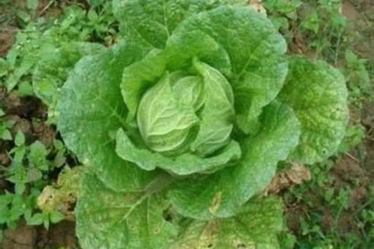 想让白菜长得好应该施什么肥呢？什么肥料白菜不能用呢？
