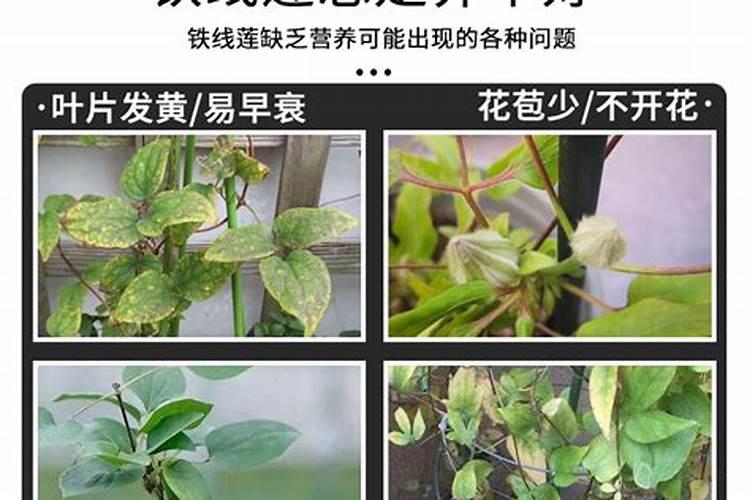 铁线莲叶子干枯怎么办？有可能是这五个原因引起的!