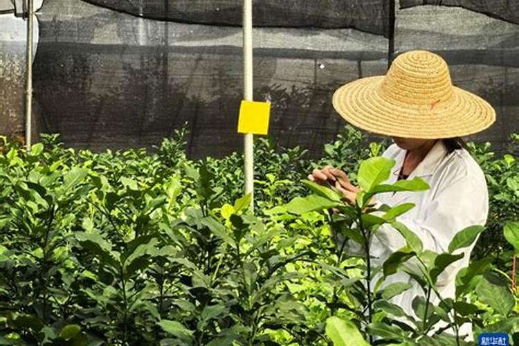 柚子树如何栽种