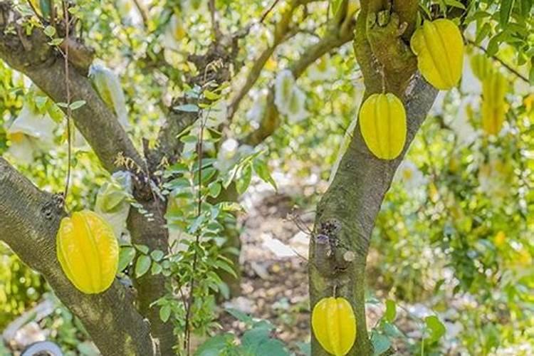 什么肥料种菜最好