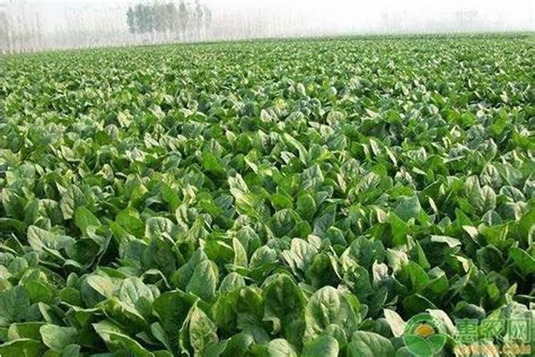 施什么肥白菜长的最茂盛