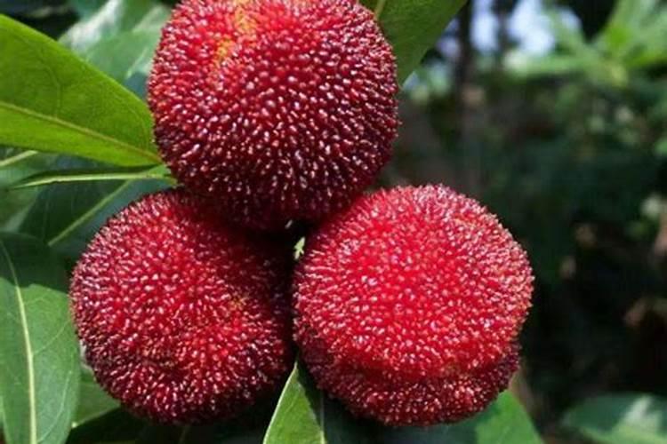 大葱苗出苔是什么原因？怎么防治？