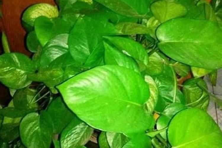 冬天绿萝要施肥吗