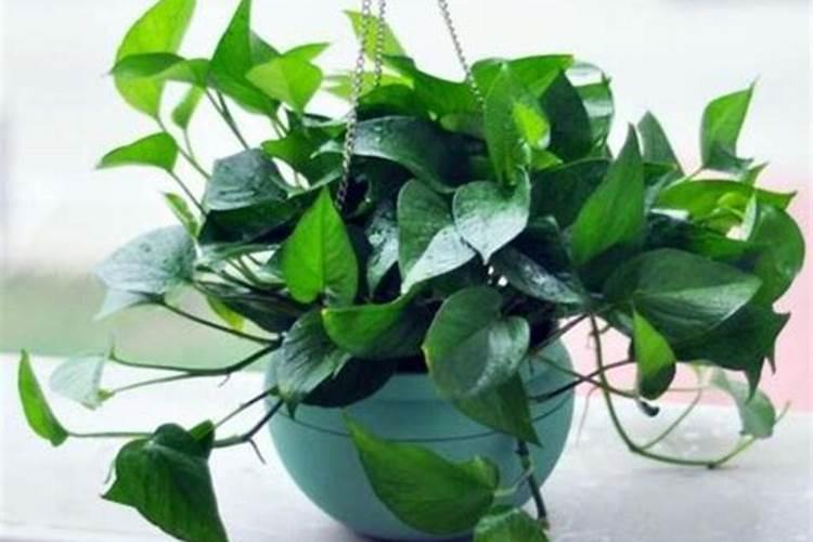 冬天绿萝要施肥吗