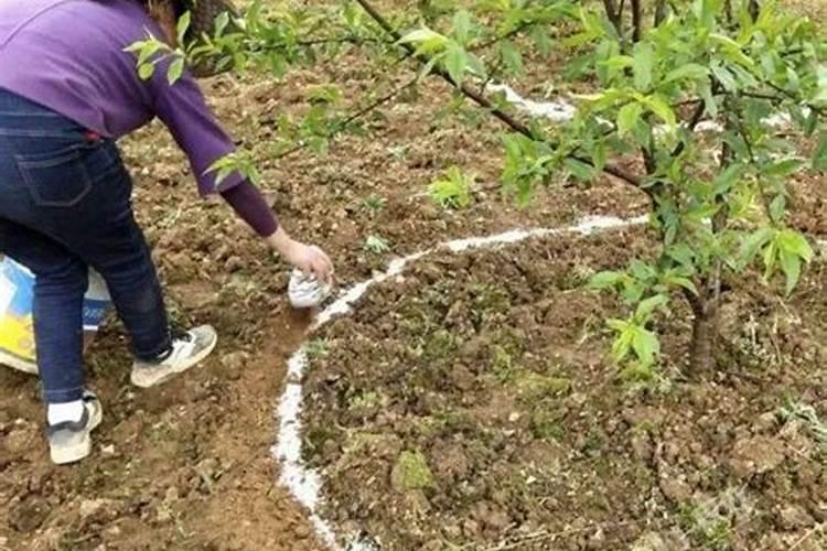 兰花磷酸二氢钾什么时候用最好