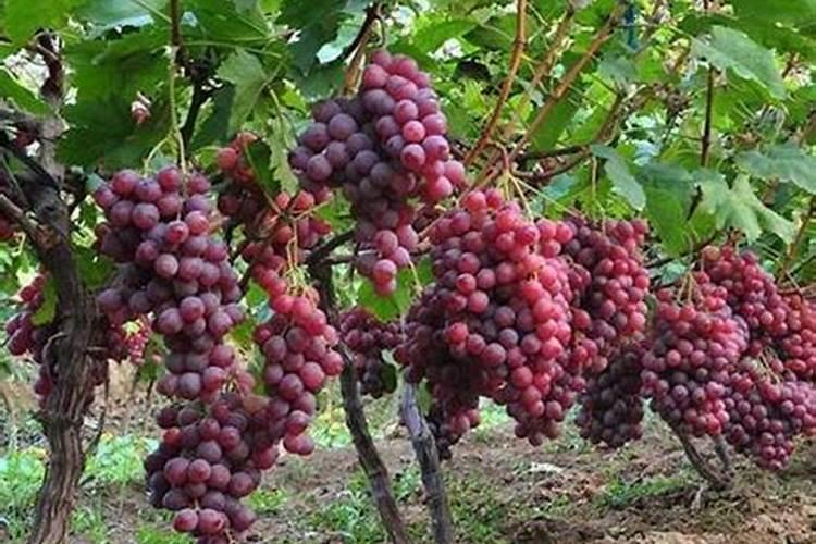 几种钙肥对于蘑菇培养料的作用各有何特点？