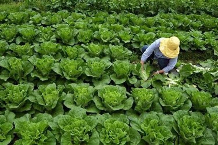 种大白菜用什么样的肥料好？