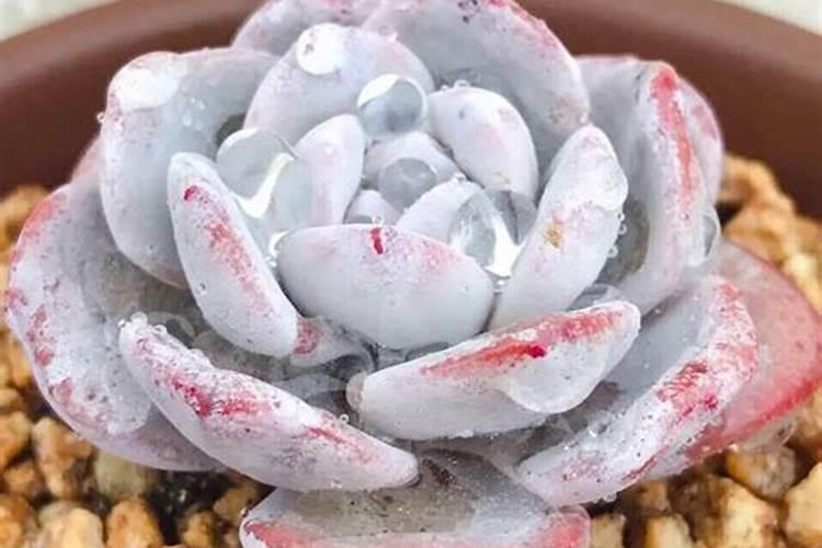 多肉植物浇什么肥好 施肥时候需要主意什么