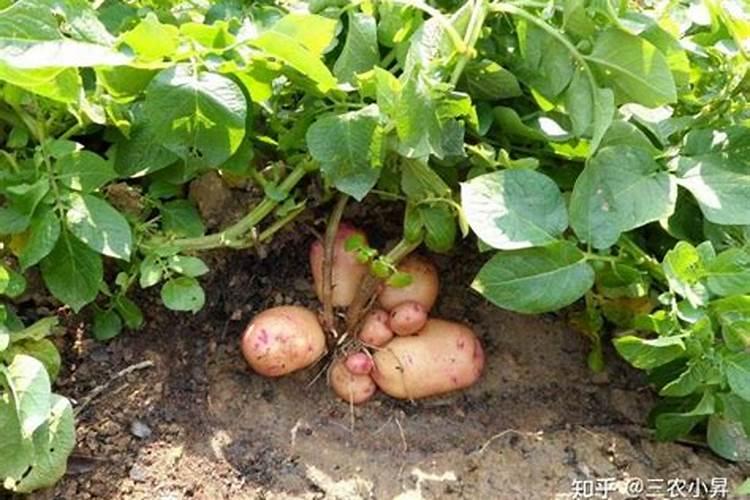 玉米施加钙肥的最佳时间 什么时候使用合适