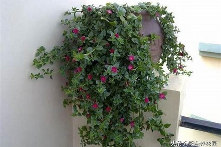 发酵腐熟的鸡粪有机肥为什么有臭味