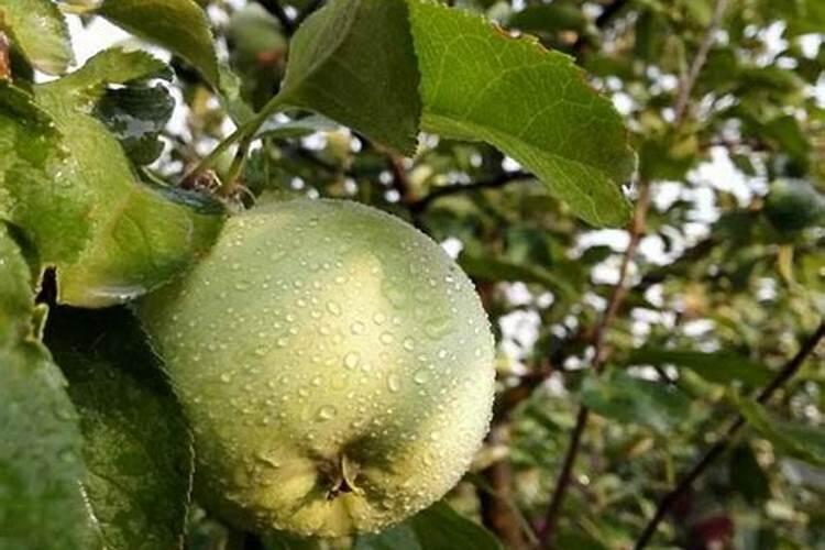 萄葡地用什么滴灌好水泵能直接供水吗？ 水泵本身的杨程有60米粗是110...