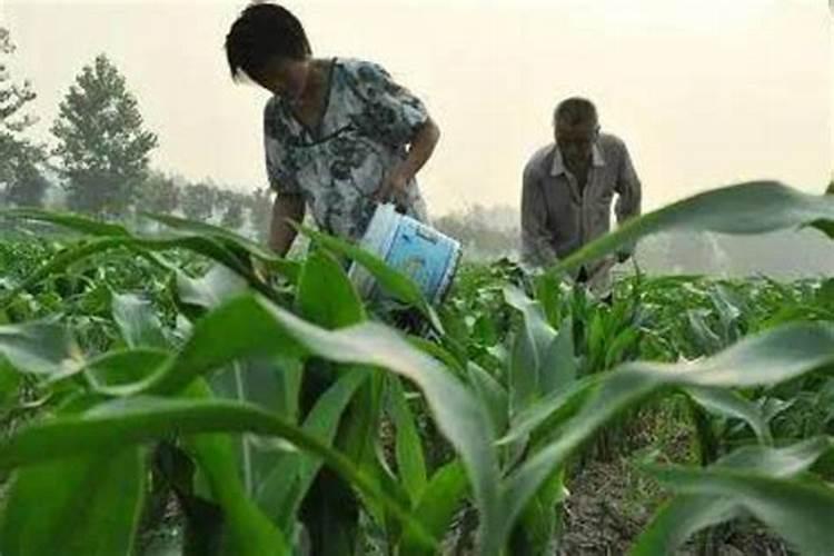 红菜苔施肥方法