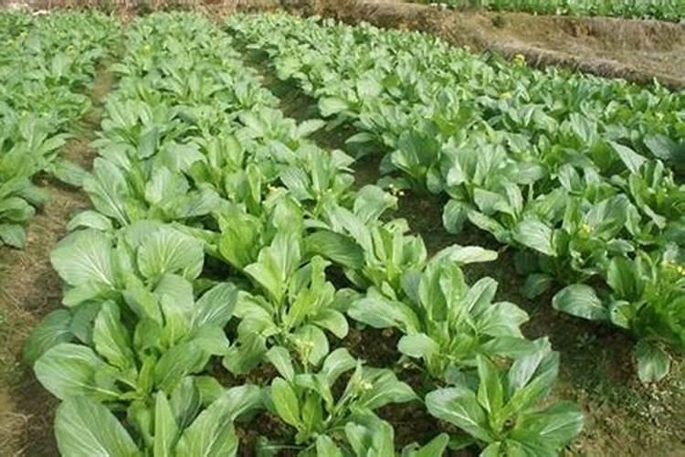 菜心怎么种才不招虫种菜心不招虫方法