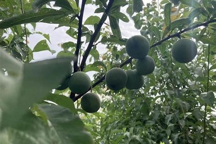 番茄根线虫怎么治