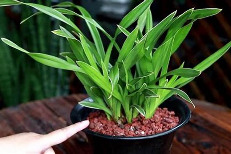 兰花翻盆后服盆快的三个方法