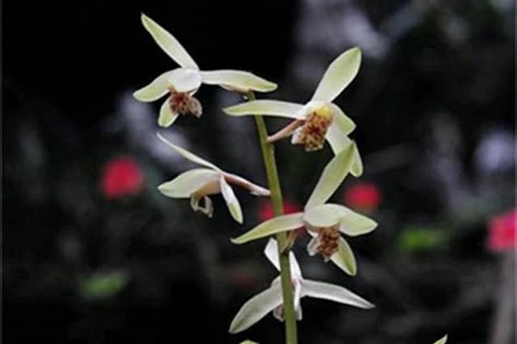 兰花用什么叶面肥最好？