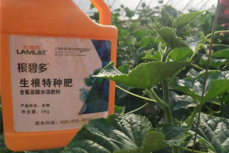黄瓜膨果期用什么叶面肥效果好？黄瓜座果期需要用哪种肥料？