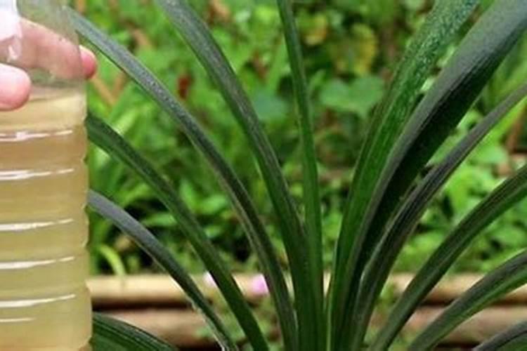 长寿花需要什么肥料花卉百科