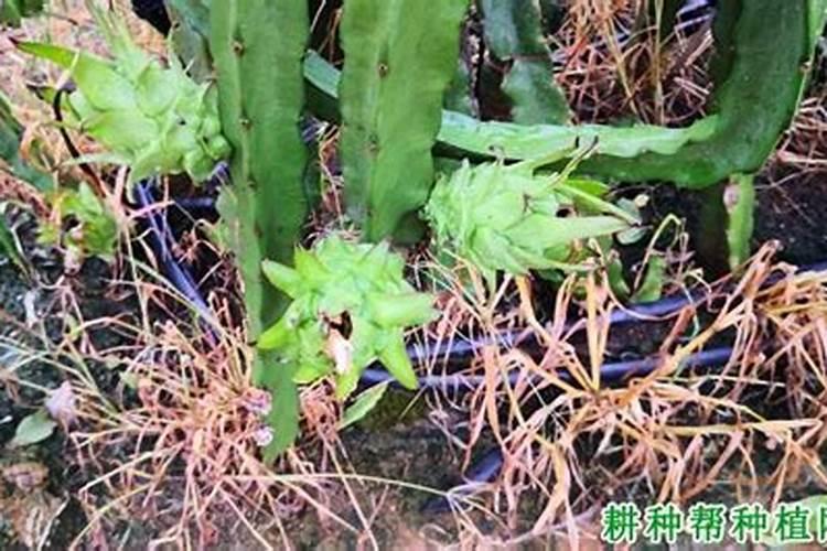 假水的做法 简单 成功无胶水