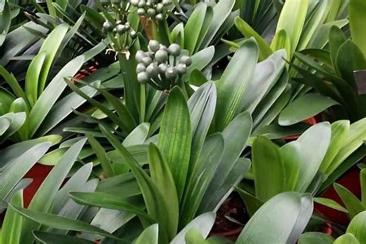 君子兰小苗的养护方法有哪些