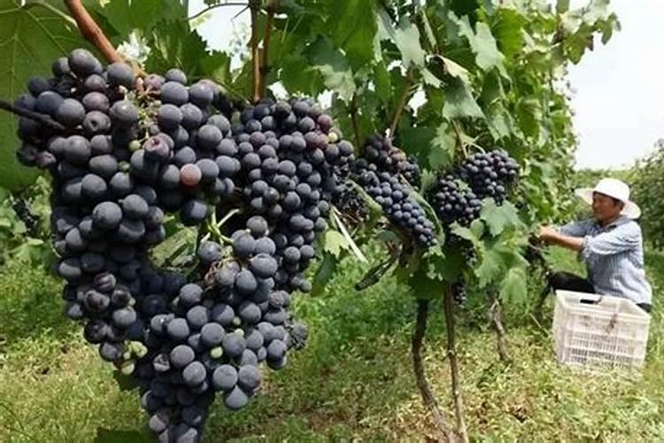 蔬菜防冻最好方法