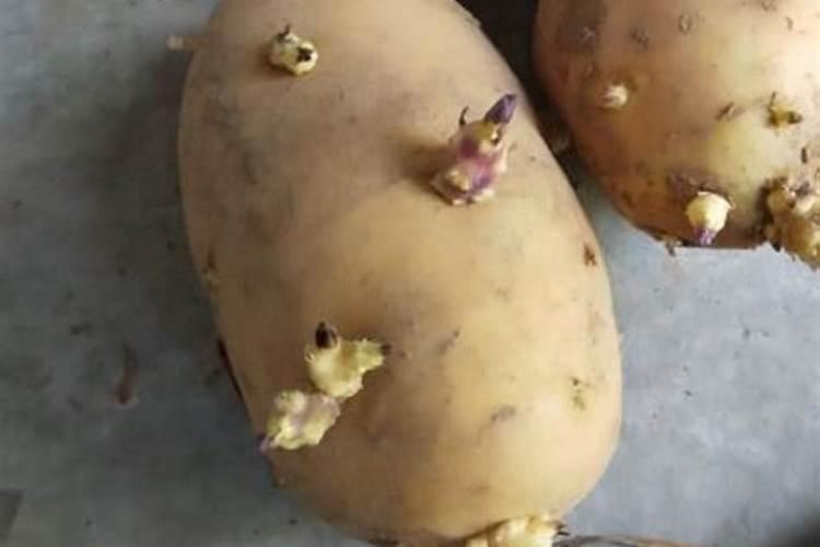 蔬菜防冻最好方法