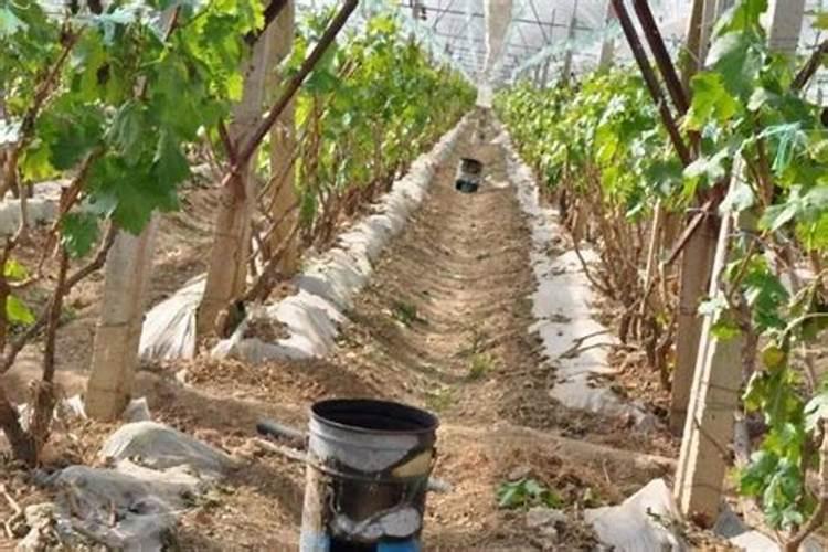 大棚蔬菜的好处和坏处