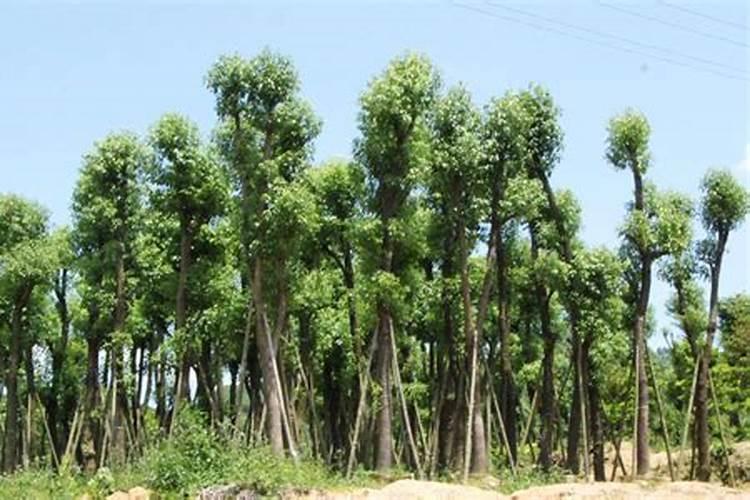 叶面肥是酸性还是碱性