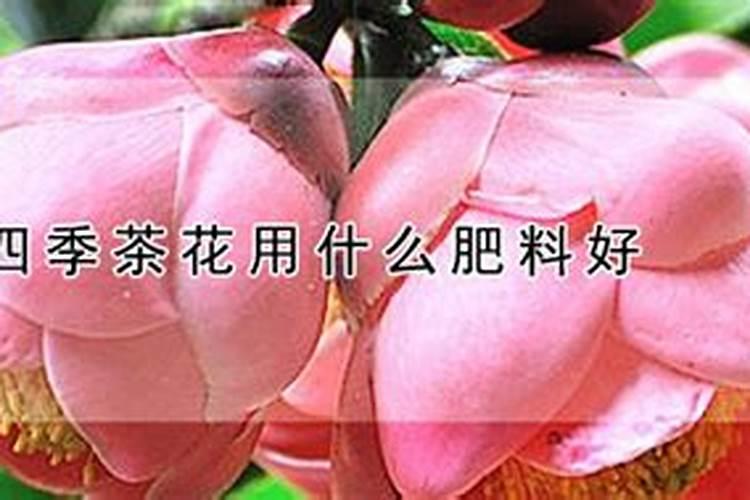茶花已经开花了怎样浇水施肥？