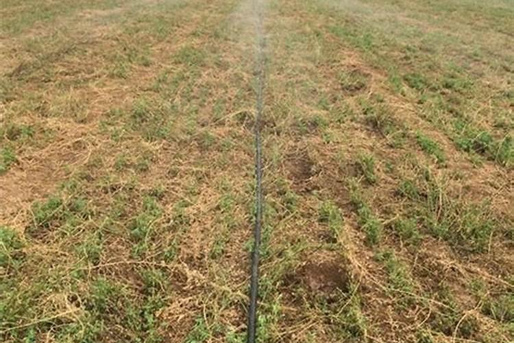 玉米缺磷什么症状,铁钾什么政状,